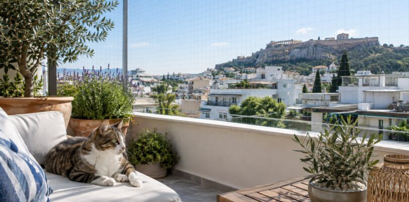 Γάτα σε ταράτσα με επαγγελματικά τοποθετημένο δίχτυ προστασίας